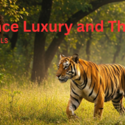 Explore jim corbett with sehgal travels