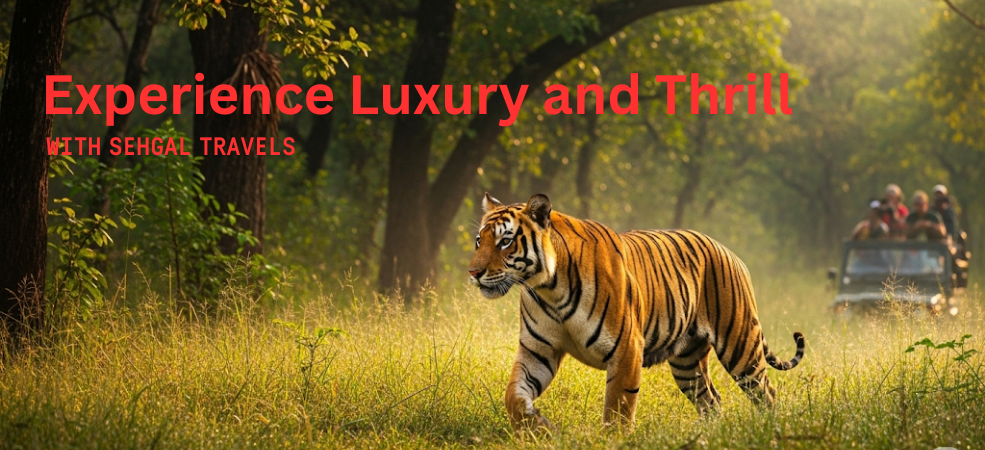 Explore jim corbett with sehgal travels